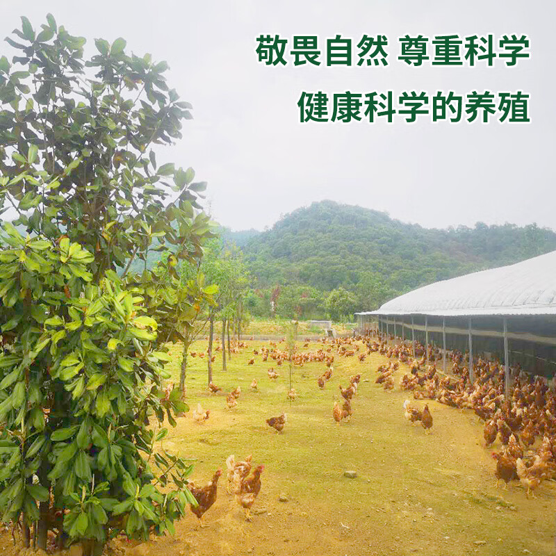 九華粮品有机富硒土鸡蛋20枚 净重1.6斤  鲜鸡蛋 礼盒 京东自营