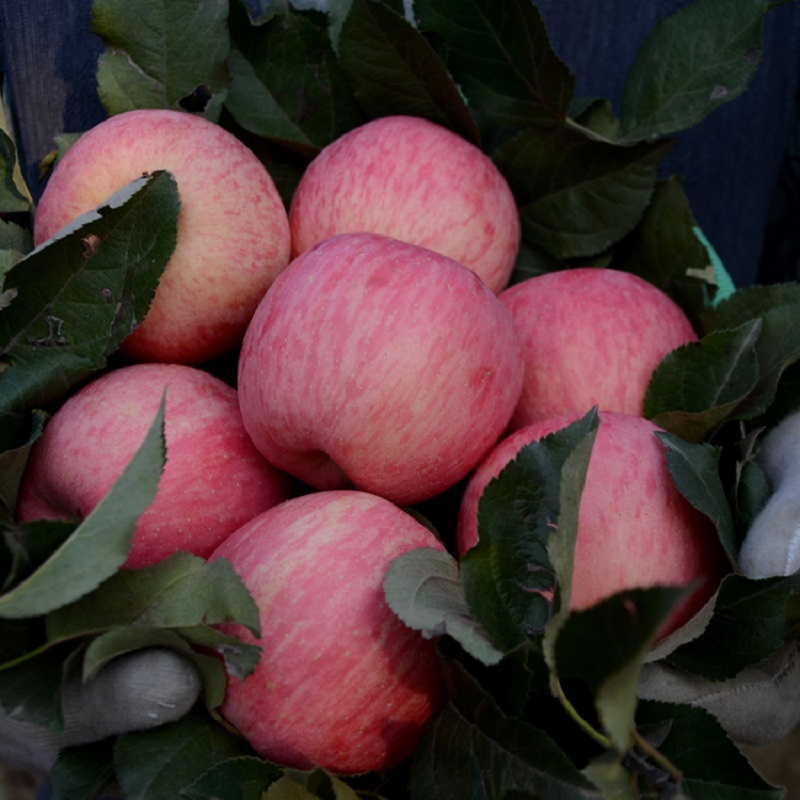 长武红17°小苹果红富士 带箱5斤装净重4.