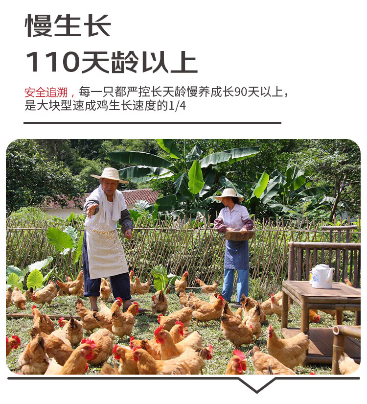 知名上市公司 温氏 供港黄油鸡 1.2kg*4件 图5