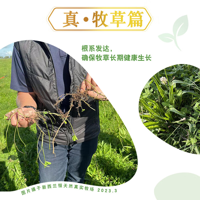 安佳（Anchor）珍稀有机4.4g蛋白质全脂牛奶250ml*15盒新西兰草饲牛奶礼盒
