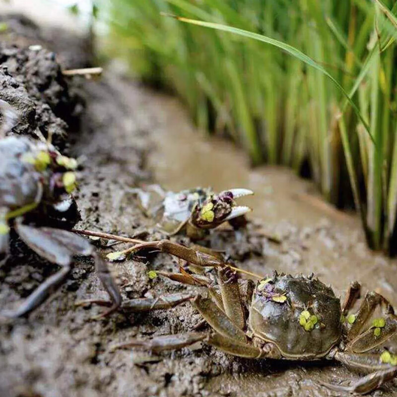 营田东北盘锦蟹田长粒米10斤东北大米双层真空包装