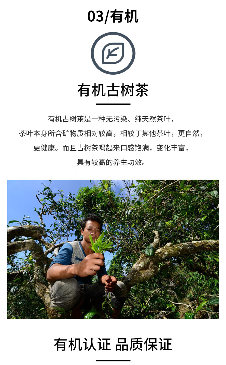 桂花茶加_01.jpg