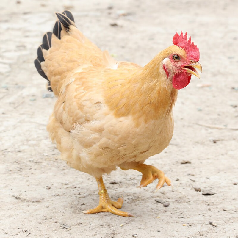 天农清远岭南童子鸡 1.2斤 散养土鸡走地鸡小嫩鸡整鸡 冷冻 烤鸡清蒸