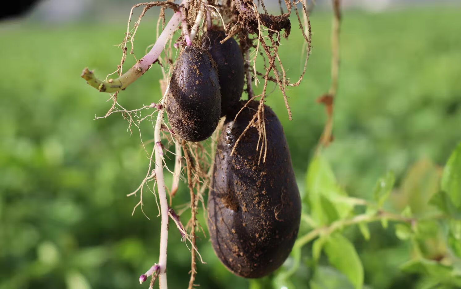 黑金刚紫土豆 农家马铃薯 黑洋芋头 土 黑色 5斤黑土豆小果【图片