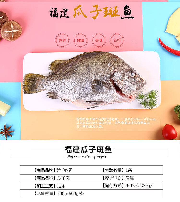 冰鲜渔传播活杀福建瓜子斑鱼500g净膛后约350450g1条海鲜水产火锅食材