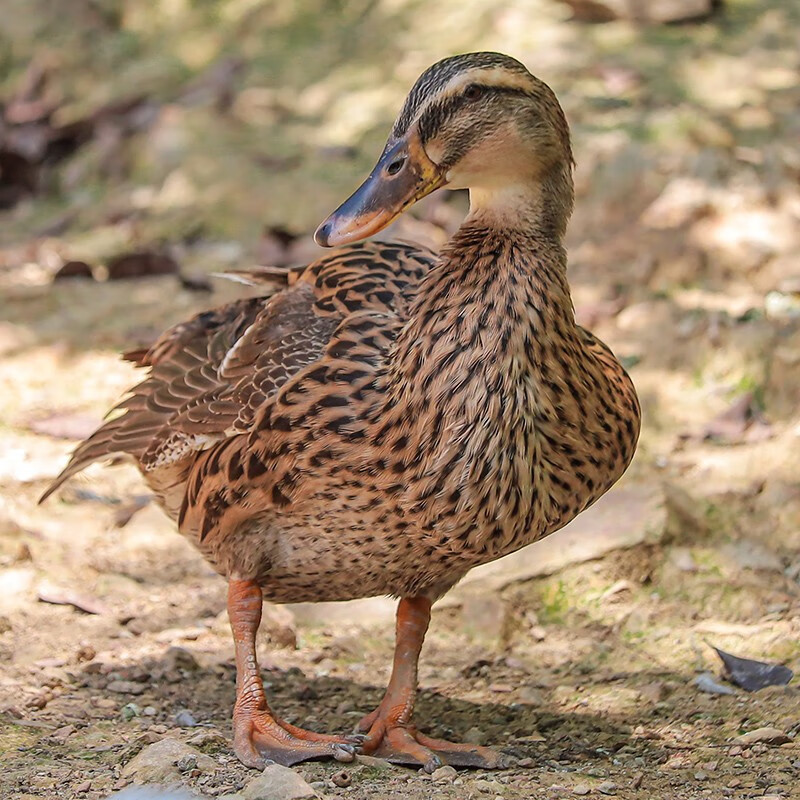 华英（HUAYING）赣南600天散养老麻鸭净重1.9斤冷冻鸭肉生鲜煲汤炖汤食材