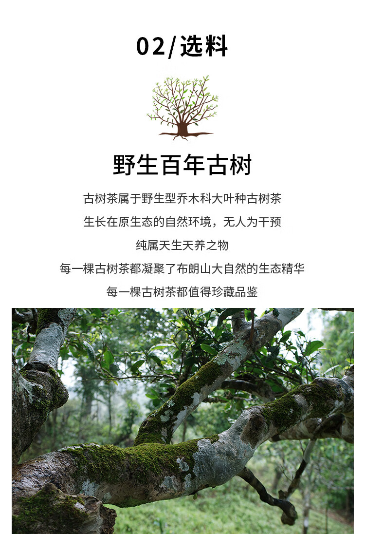 桂花茶_06.jpg