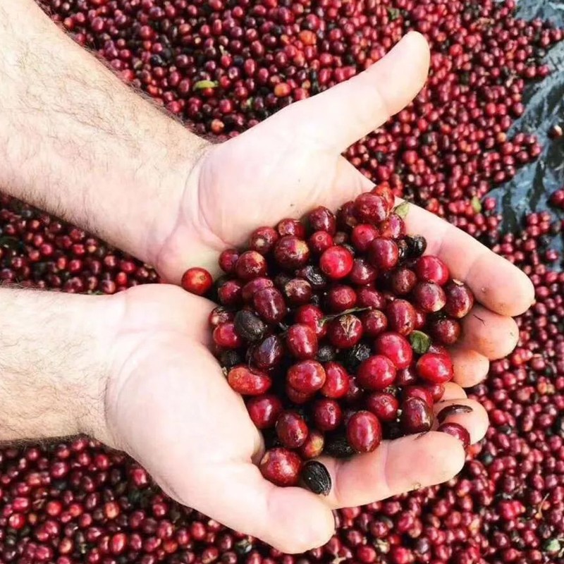 TO精品咖啡豆 埃塞俄比亚罕贝拉花魁新产季 日晒200g 原产地