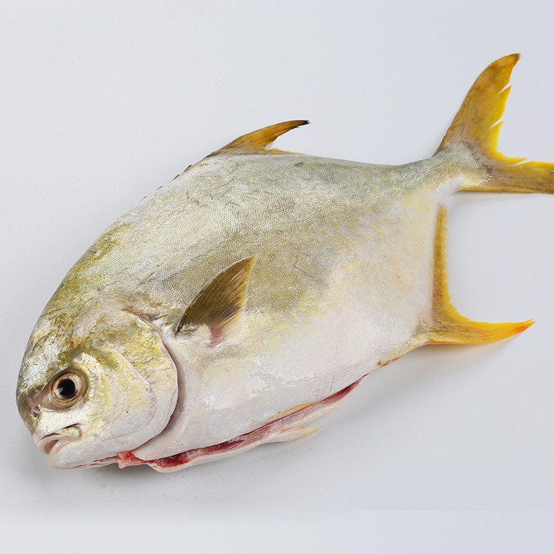 翔泰冷冻二去金鲳鱼礼盒2斤2条净重免处理生鲜鱼类海鲜水产