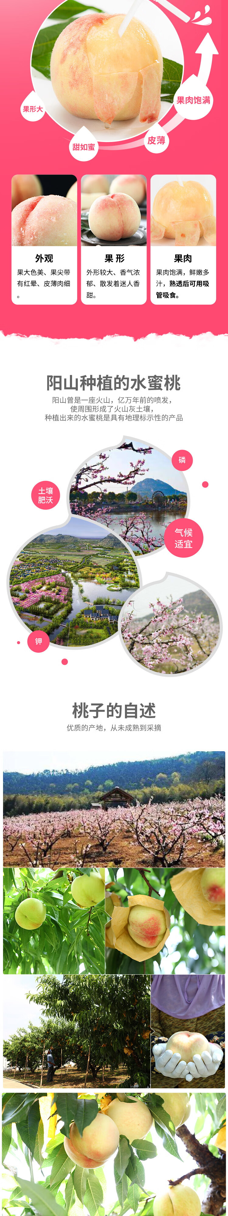 正宗无锡阳山 水蜜桃 12个 单个4-5两左右 图2