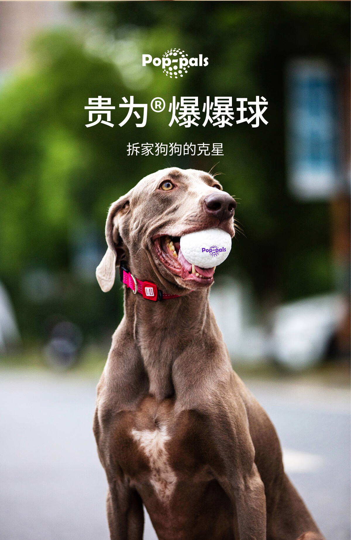 gigwi贵为狗玩具高弹耐咬磨牙狗狗玩具中大型犬边牧柯基玩具球自嗨