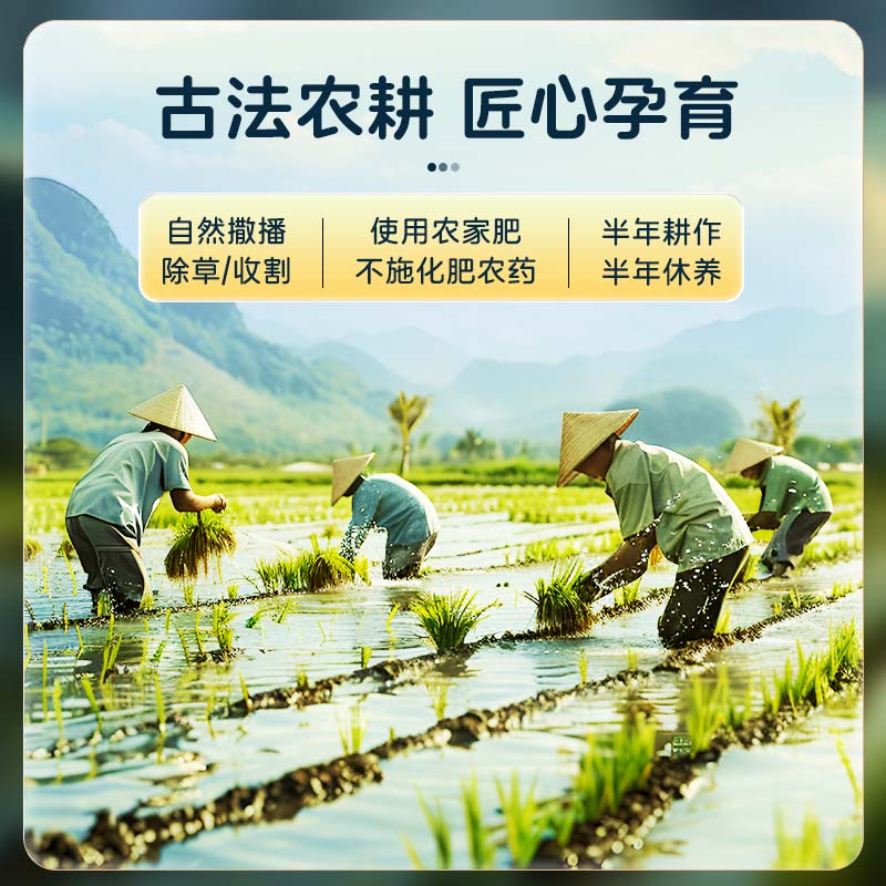 泰金香 甄泰香米 大米5Kg 茉莉香米 长粒米 香米 大米10斤