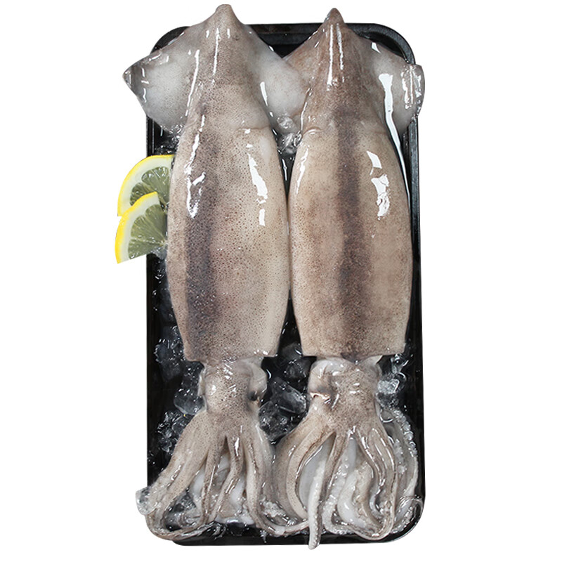 初鲜鲜冻大鱿鱼2-4条净重1.2-1.3斤 铁板鱿鱼火锅烧烤食材 软足类送礼