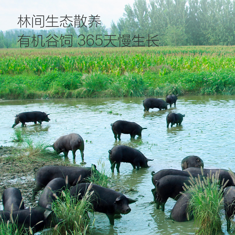 1号会员店（One's Member）有机黑猪肋排 净重800g 排骨猪肋骨猪肉 烧烤烤肉食材 生鲜 