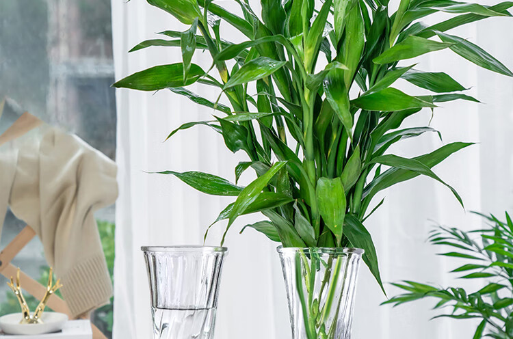 Jidukongjian Glass Vase, Living Room Decoration, Desktop Ornament, Hydroponic Flower Arrangement, Transparent Glass Vase, Diamond-Shaped, Lucky Bamboo 2