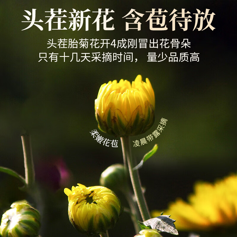 同仁堂（TRT）菊花茶杭胎菊杭白菊桐乡干菊花泡茶养生花草茶55g/罐