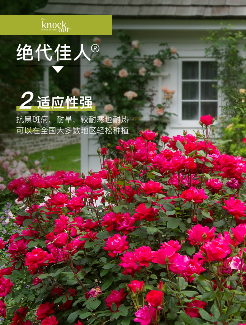 绝代佳人系列花园阳台丰花耐热灌木月季花苗 阳光绝代佳人月季 1加仑