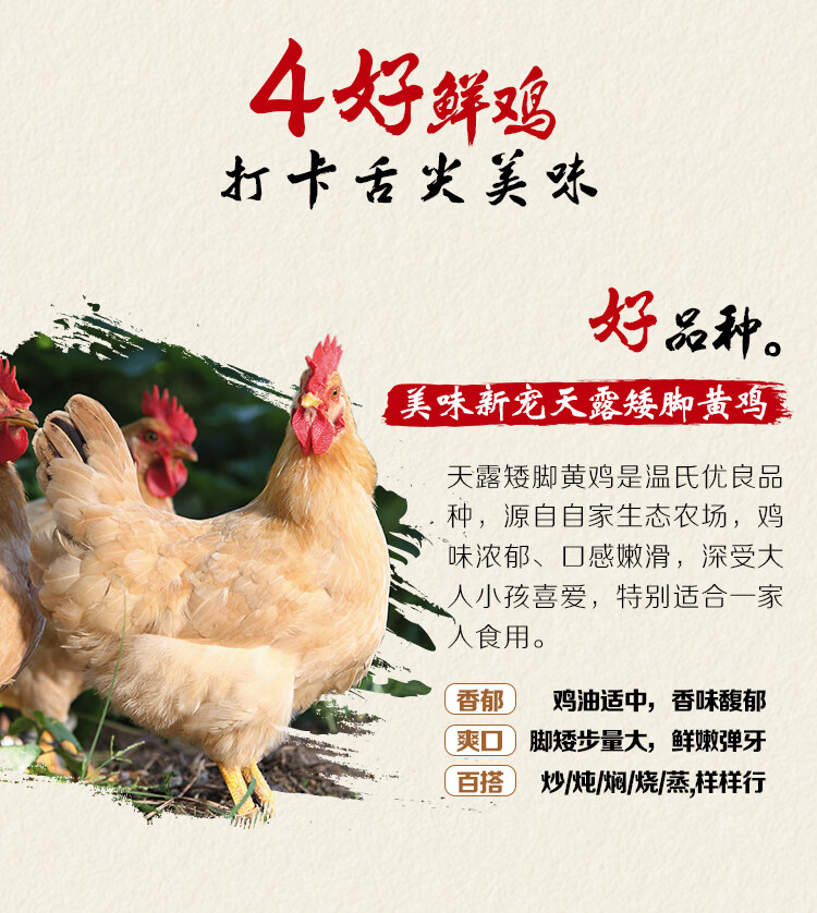 温氏 供港矮脚黄鸡 800g 高品质供港鸡 农家土鸡 脚短羽黄口感鲜嫩