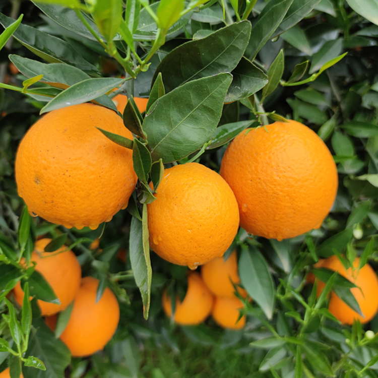 正宗秭归伦晚春橙脐橙花果同枝比赣南橙子更好吃应当季整箱6075混装