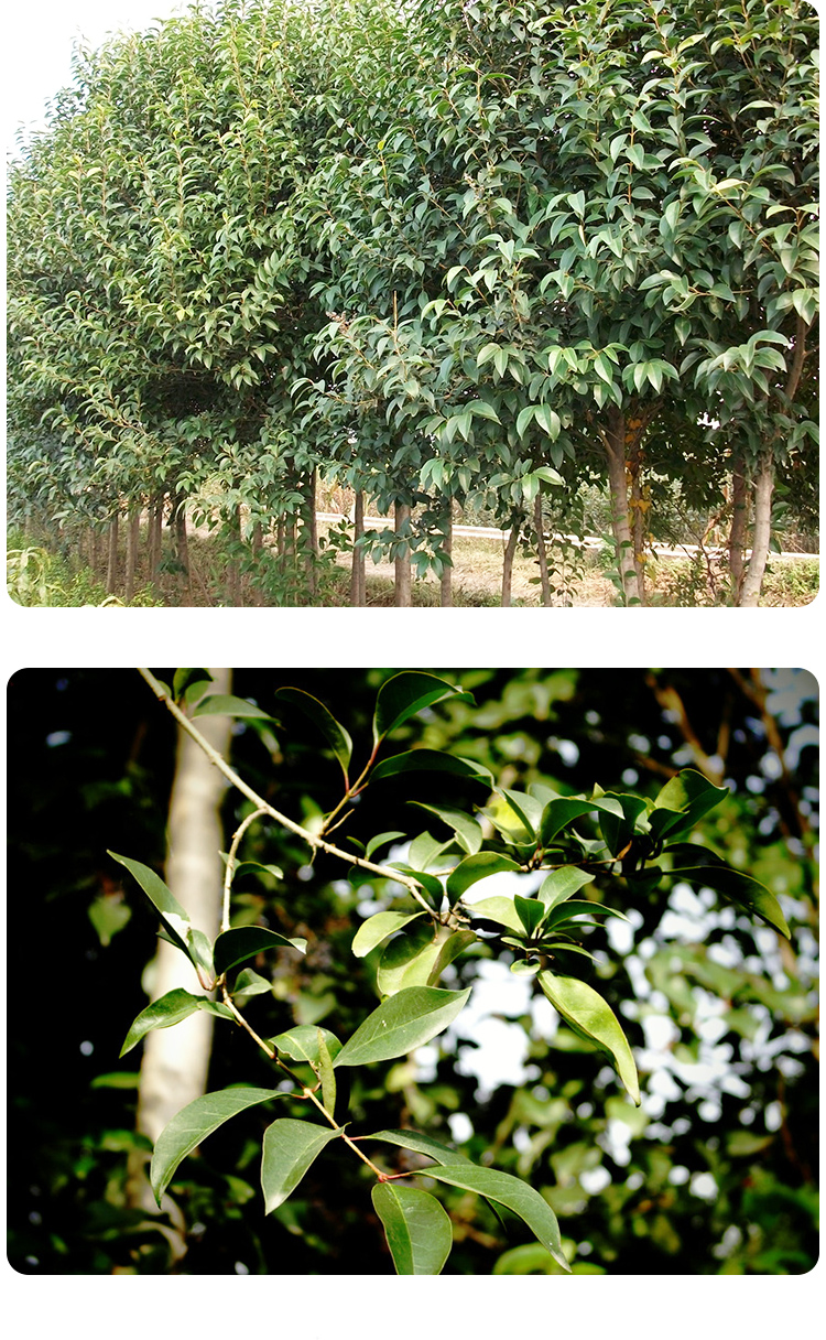 5米高5棵 庭院精品大叶女贞0.5米高5棵【图片 价格 品牌