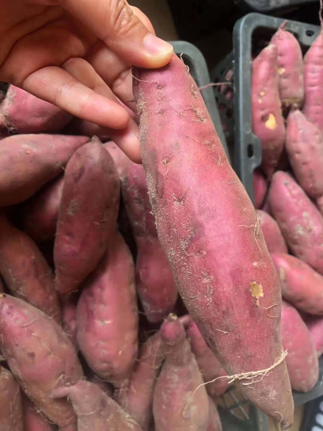 【顺丰陆运】海南澄迈桥头地瓜当季新鲜板栗红薯大果金手指现摘现发5