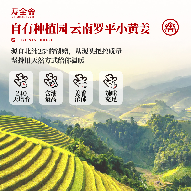 寿全斋红枣姜茶姜枣茶红糖姜茶大姨妈可喝生姜汁红糖独立包装12g*10条 