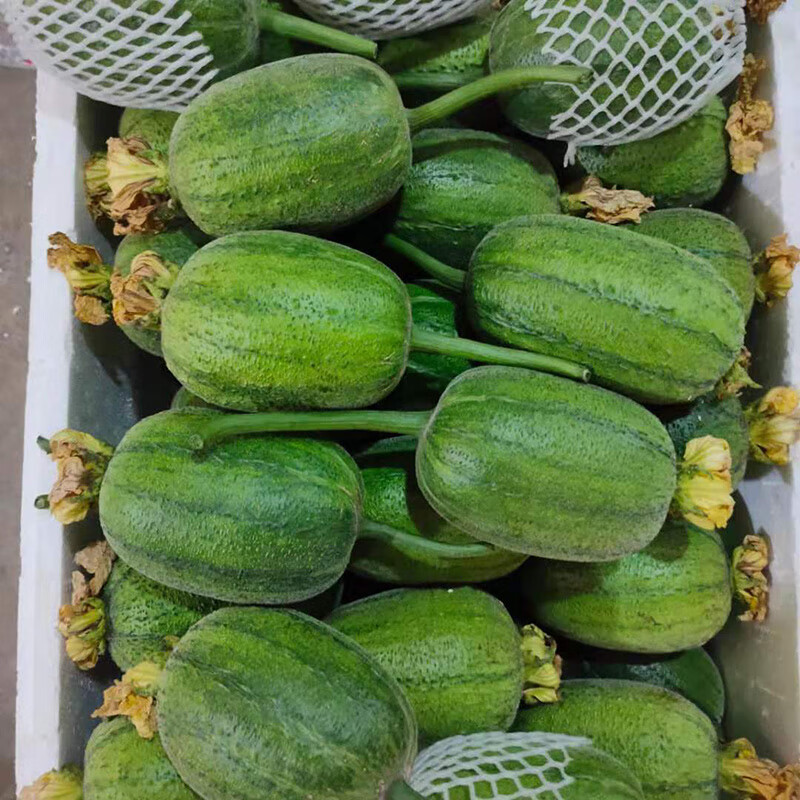 仓梵台湾苹果丝瓜 迷你肉丝瓜 新鲜当季蔬菜 3斤【图片 价格 品牌