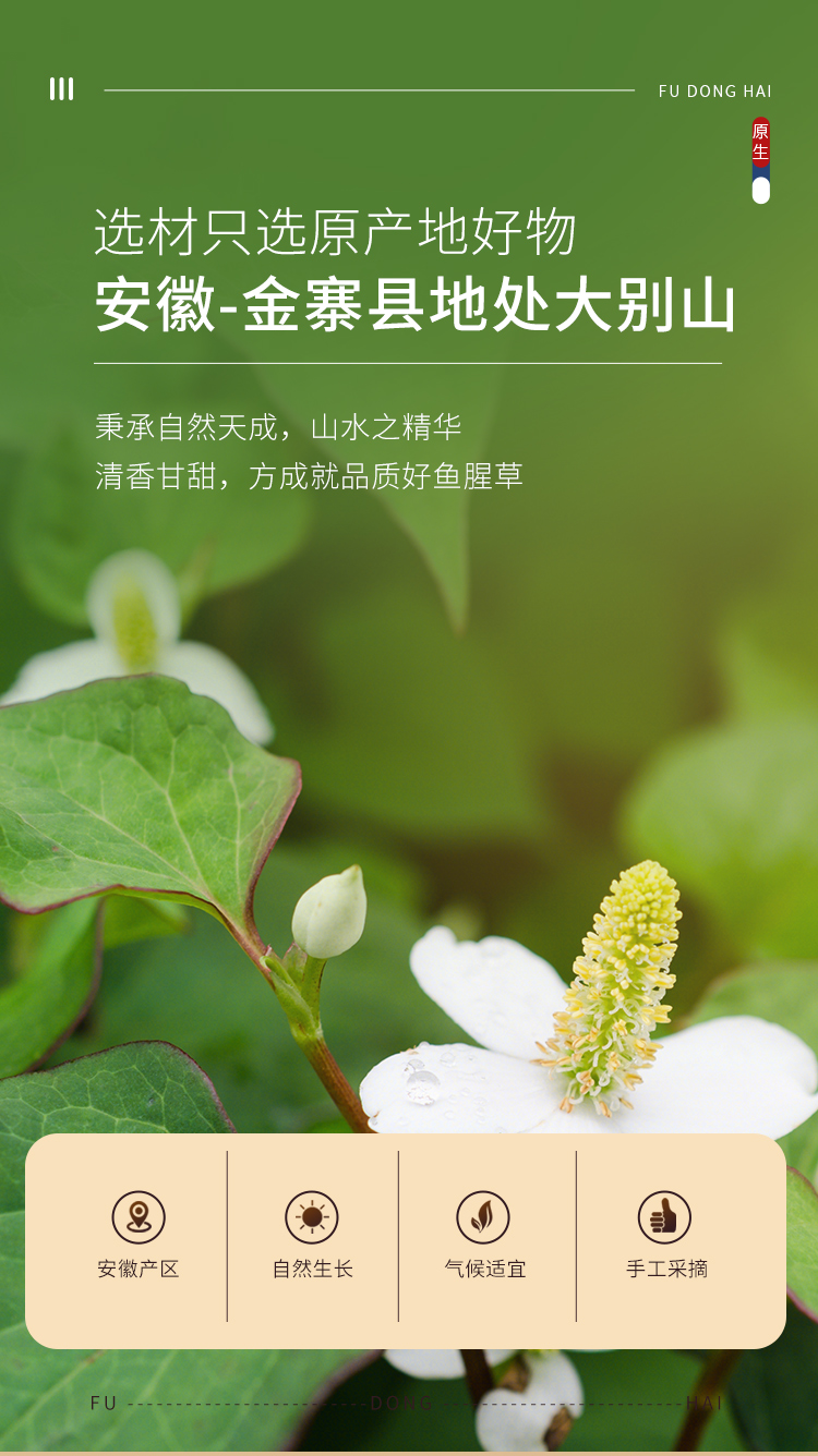 福东海鱼腥草破壁粉20袋折耳根鱼腥草凉茶颗粒养生茶军绿色