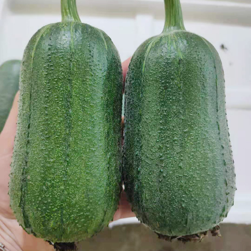 仓梵台湾苹果丝瓜 迷你肉丝瓜 新鲜当季蔬菜 3斤【图片 价格 品牌