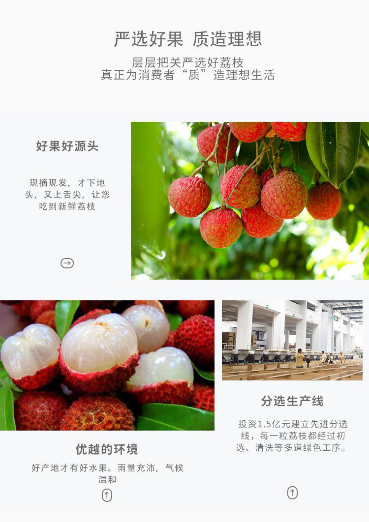 口味吊打妃子笑 京觅 广州桂味荔枝 粒果无枝叶 净重5斤装 图7