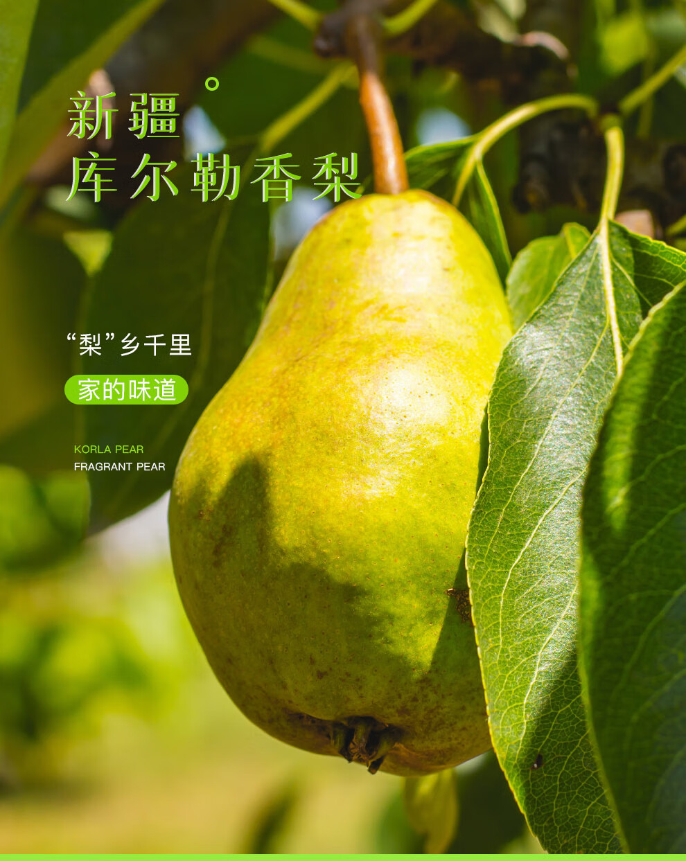 梨小梨 新疆库尔勒香梨母梨礼盒 单果100-120g以上 净重3.
