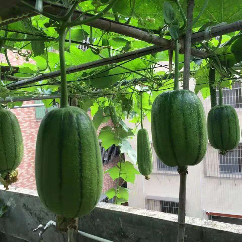 仓梵台湾苹果丝瓜 迷你肉丝瓜 新鲜当季蔬菜 3斤【图片 价格 品牌