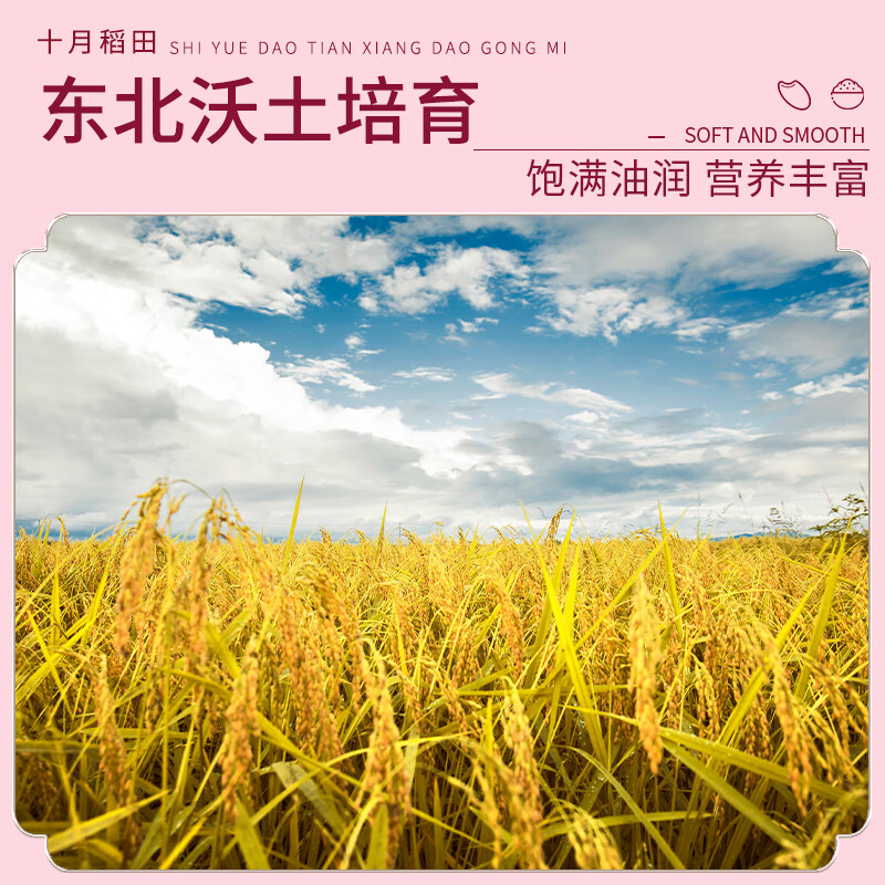 十月稻田 2025年新米 香稻贡米 东北大米 香米 粳米 小包装 2斤