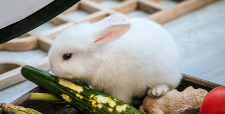 家养巨型安哥拉长毛兔侏儒猫猫垂耳兔子活体霜白色灰色小兔子宝宝迷你