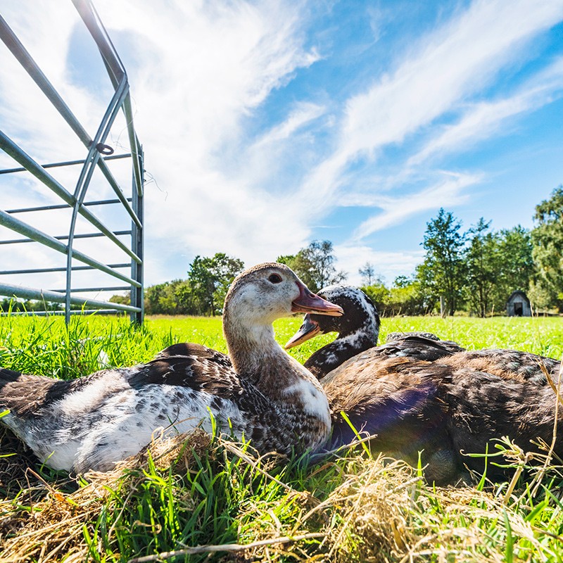 华英（HUAYING）赣南600天散养老麻鸭净重1.9斤冷冻鸭肉生鲜煲汤炖汤食材
