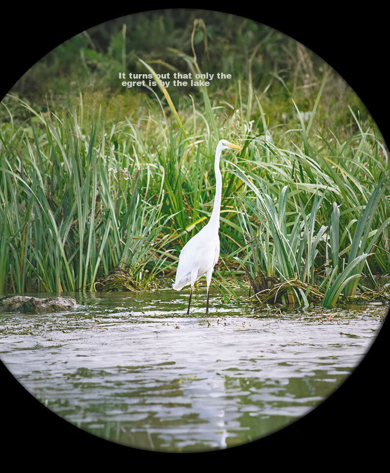 FEIRSH Monocular Telescope, High Definition, High Magnification, Large Aperture, Variable Magnification, Professional-Grade, Entry-Level, Low-Light Night Vision, Bird Watching, Moon Viewing, Target Shooting 21