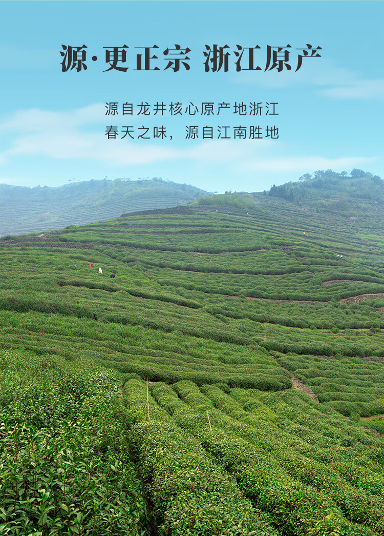 八马茶业绿茶龙井茶 越州龙井二级50g 2024年雨前罐装 茶叶自己喝