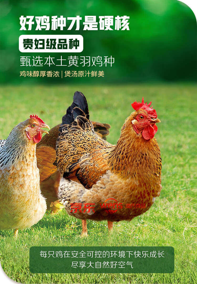 温氏供港老母鸡