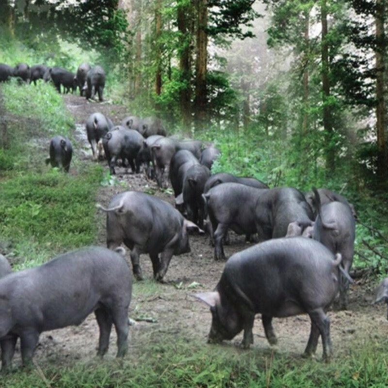 京东跑山猪京东跑山猪 黑猪后腿肉600g 冷冻去皮猪腿肉360天 京东