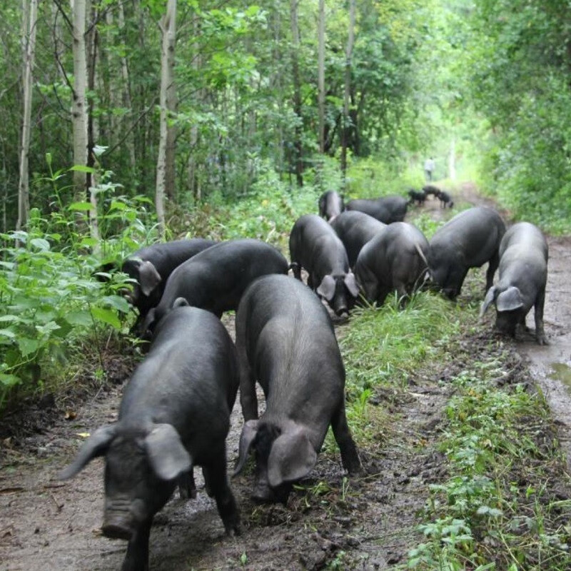 京东跑山猪京东跑山猪 黑猪后腿肉600g 冷冻去皮猪腿肉360天 京东