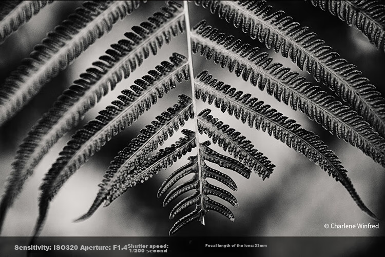 FUJIFILM XF33mmF1.4 R LM WR All-Weather Design (Street Photography/Portraits/Landscapes) 16