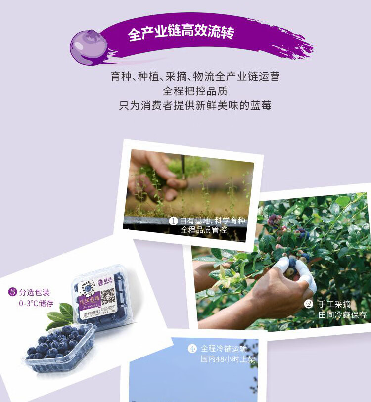 Joyvio佳沃 云南蓝莓 4盒装 125g/盒 新鲜水果