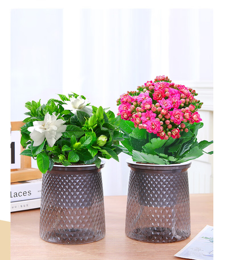 篱趣绿植花卉发财树绿萝栀子花富贵竹室内桌面懒人好养绿植开花盆栽