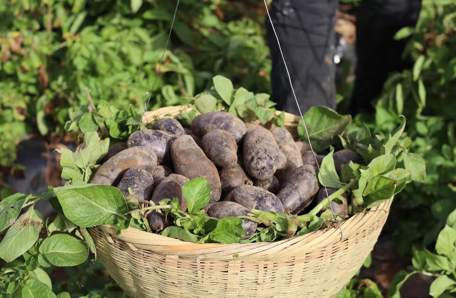 黑金刚紫土豆 农家马铃薯 黑洋芋头 土 黑色 5斤黑土豆小果【图片