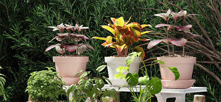 Anerya Flower Stand, Floor-Standing Balcony Indoor Home Living Room Storage Rack, Succulent Plant Display And Pot Shelf 2