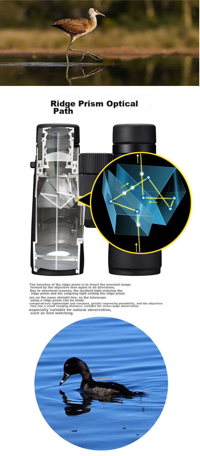 Nikon Binoculars Zunwang Prostaff P7, 8X42, Outdoor Portable, for Phone Viewing, Concert Watching, And Bee-Hunting 3