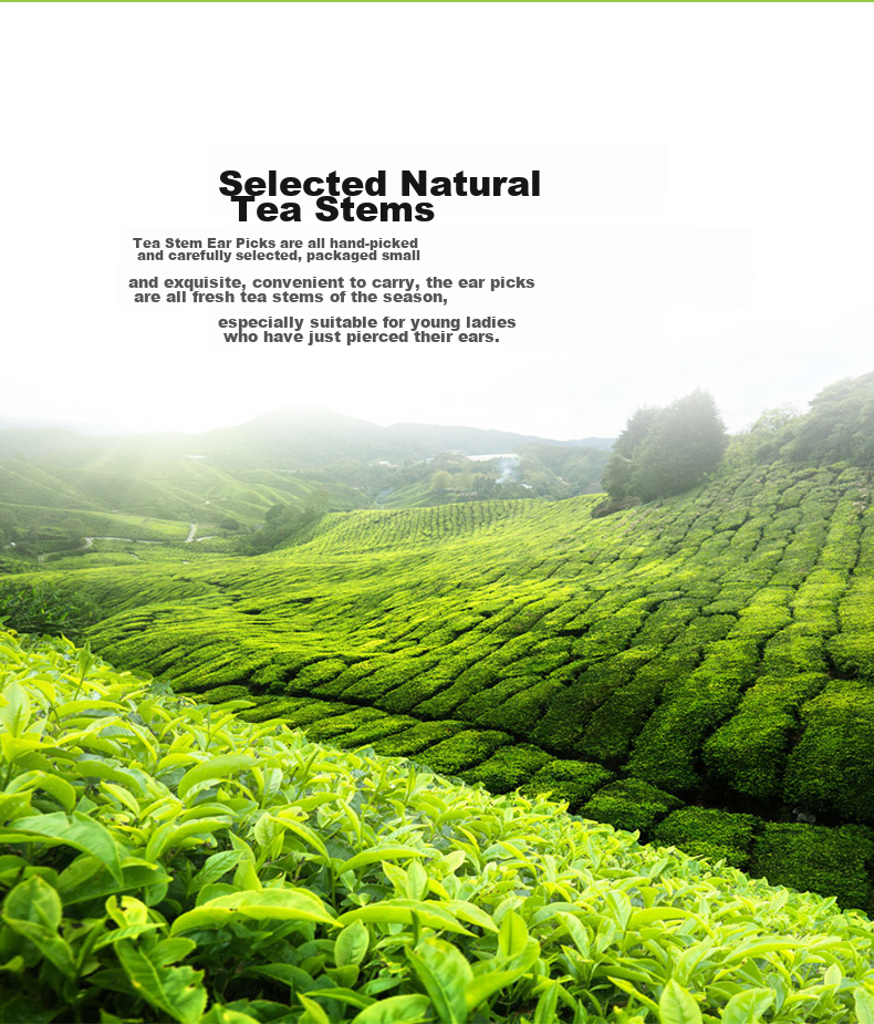 Dijing Tea Leaf Ear Sticks, Ear Piercing Ear Studs, Tea Leaf Sticks to Prevent Ear Clogging, Invisible Tea Leaf Sticks, Ear Protection to Prevent Plugging, Sleeping without Removing, for Newly Pierced Ears 2