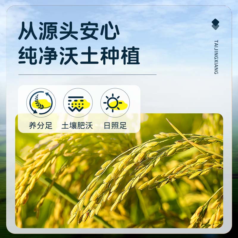 泰金香 茉莉香米 大米5KG 长粒米 香米 大米10斤