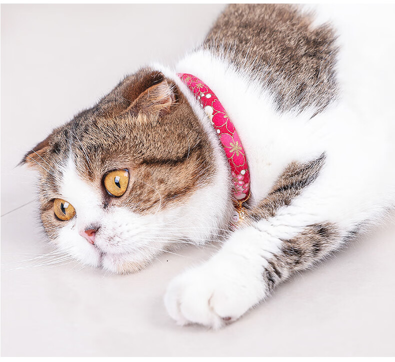 猫项圈_10.jpg
