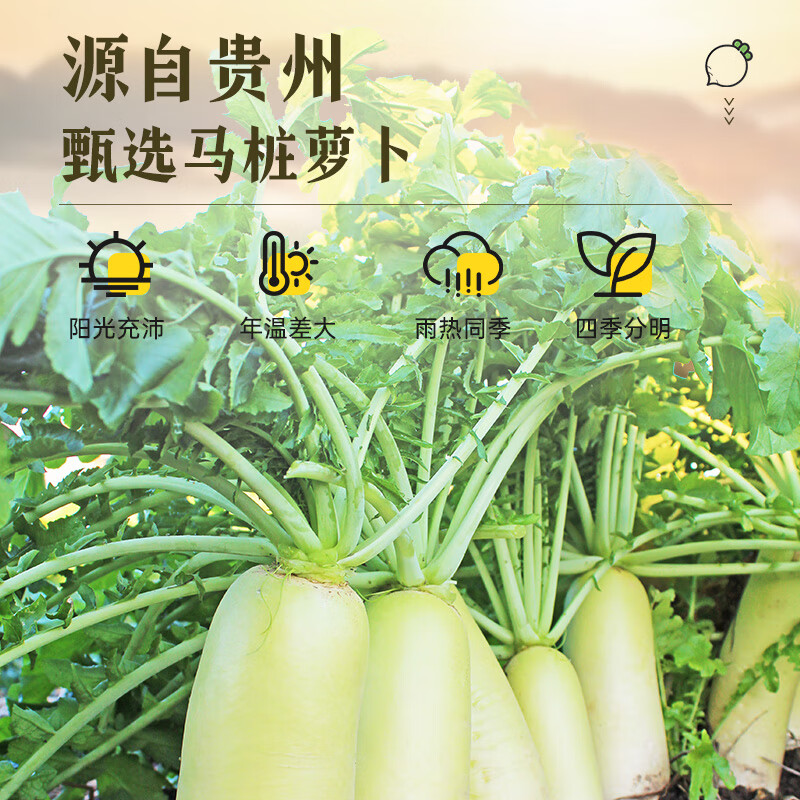 吉得利 寿司萝卜条200g*2 袋装  0脂切条萝卜大根紫菜包饭